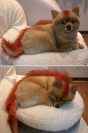 fire fox