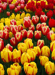 tulips gardening