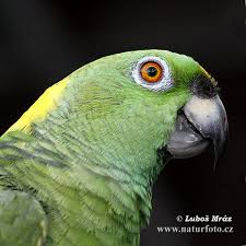 amazona