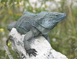 iguan