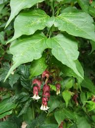 leycesteria formosa