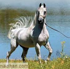 حصان اصيل Arabian-horse%2520(9)