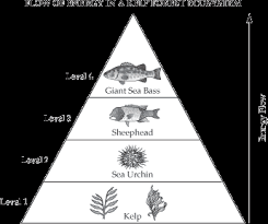 energy pyramid