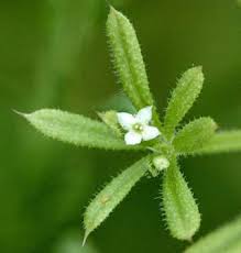 cleavers herb