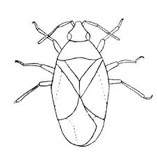 insect coloring page