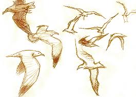 gaviotas