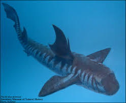 ptychodus