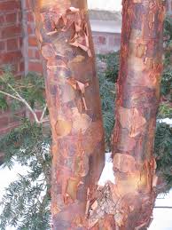 paperbark maple