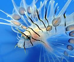 Atlantic Lionfish?