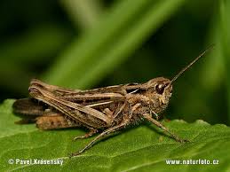 grass hopper