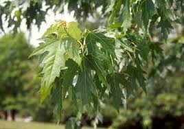 tree identifaction