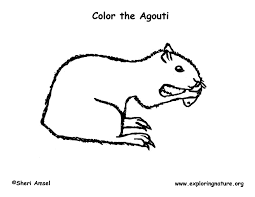 mammal coloring pictures
