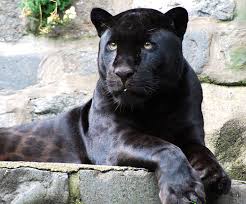 pet jaguar