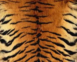animal skin wallpaper