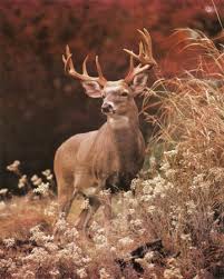 deer poster