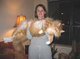 main coon cats