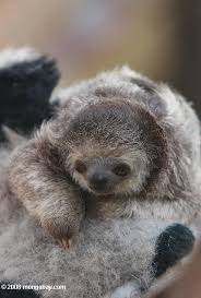 stuffed sloths