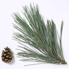 austrian pine