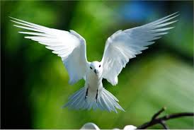 fairy tern