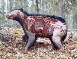 anatomy of a bear