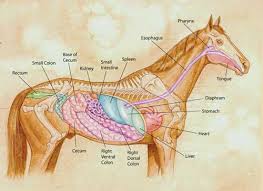 equine colic