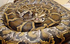 burmese python