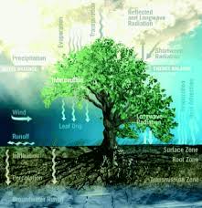 soil moisture