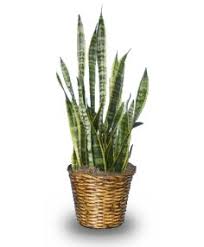 motherinlaw plant
