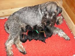 new born puppies