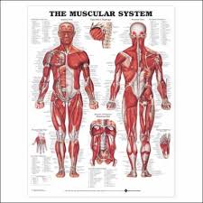 muscular system anatomical chart