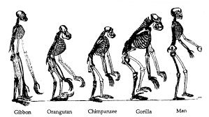 linguistic anthropology