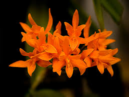 orange orchids