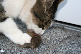 cat and the mouse