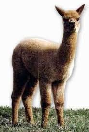 The natural habitat of alpaca