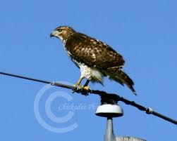 large birds of prey