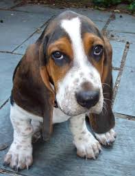 basset hound dog