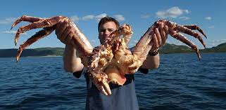 king crab pictures