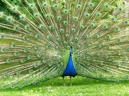 peacock pictures
