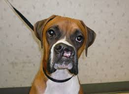 submucous cleft palate