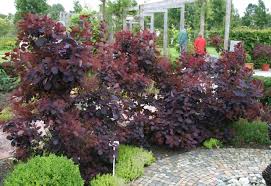 cotinus coggygria royal purple
