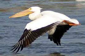 pelican