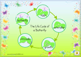 butterflies life cycles