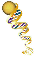 dna strands
