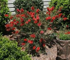 bottlebrush plants