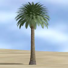 لو سمحت/ى متحرجنيش  وتقبل /ى منى هذه الوردة DatePalm3dsthmb1.jpga0e60d31-bcfe-47f5-baea-4591ff885c34Large