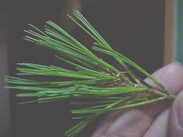 white pine needles