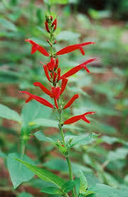 sage pineapple