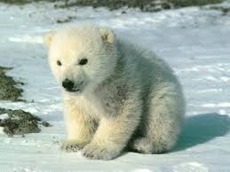 ours polaire blanc