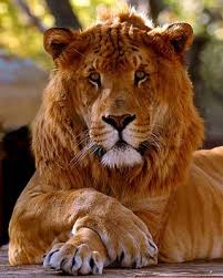 tigon