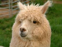 The Alpaca Centre - picture